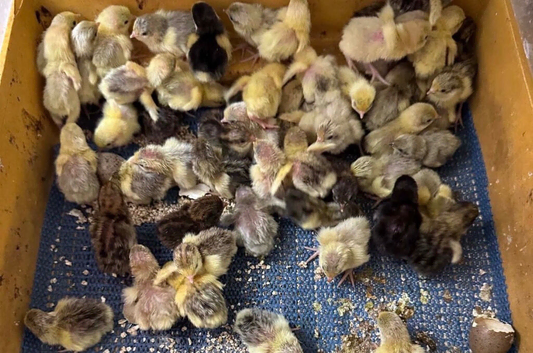 Chinese painted quail hatching eggs