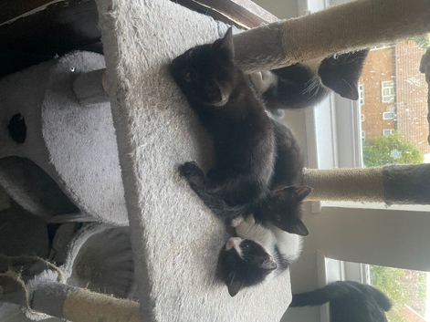 2black male kittens and 2 black and white female kitten