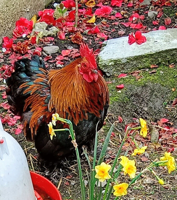 Beautiful Bantam cockrel