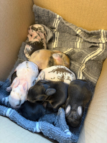 7 mini lion lops