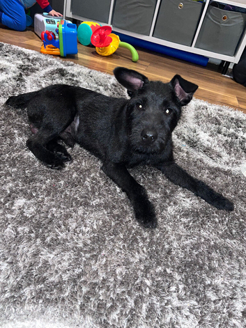 Patterdale terrier