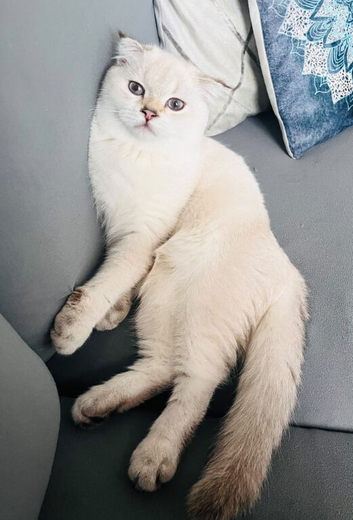 Scottish fold short hair kitten 4months old