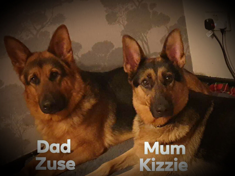 German shepherd puppies