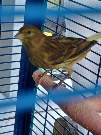 Timbrado cock canaries for sale
