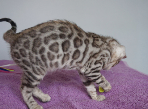 Gorgeous Bengal Girl Kitten