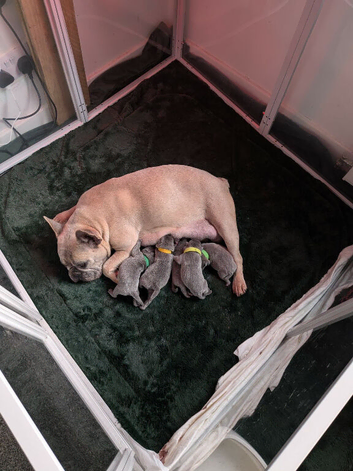 4 Gorgeous F1 French Bulldog X Chow Chows