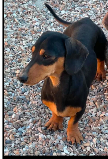 Tiny Tiny black & tan girl