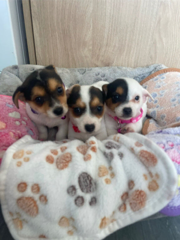 4 traditional Jack Russel puppies for sale