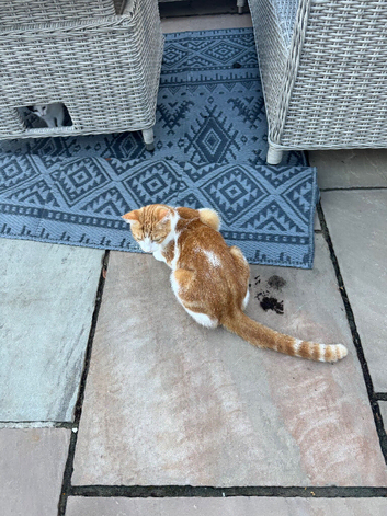 3 kittens for sale. Ginger