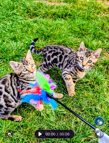TICA Registered Bengal Kittens - 1 Girl & 1 Boy Ready for Forever Homes. ️
