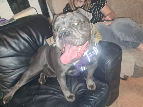 English Bulldog Blue Rare 1 &frac12; Years Old