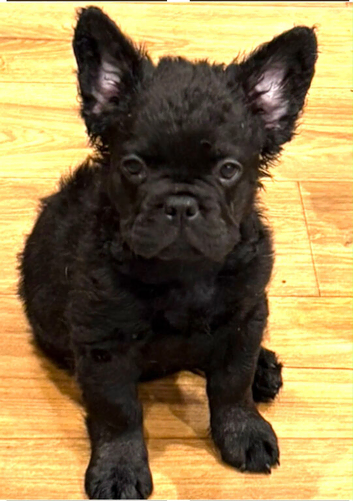 French bulldogs