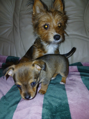 Yorkshire terrier cross pomeranian