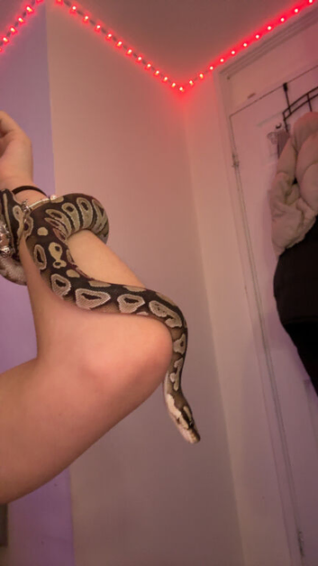 beautiful ball python for sale