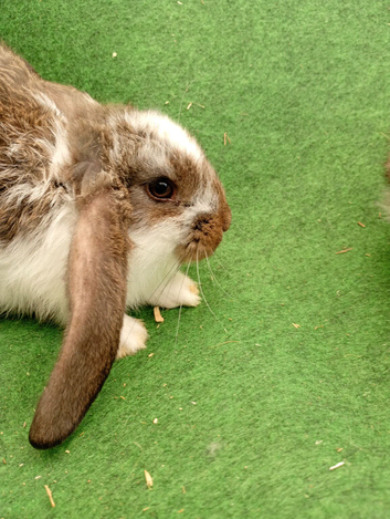 Giant French lops