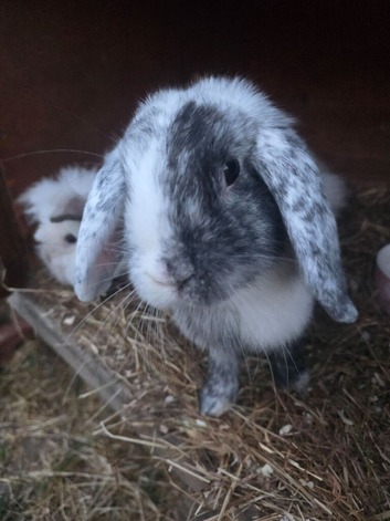 Merl coloured lion lop