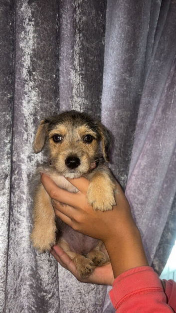 Mixed breed