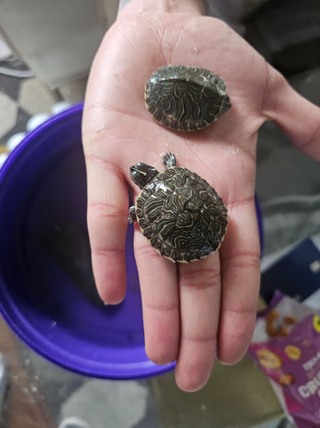 Baby turtles