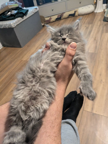 Polydactyl on all 4 feet blue girl