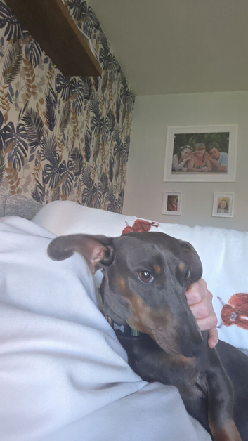 Blue and tan male miniature Dachshund