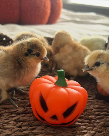 Silkie Chick hatching eggs