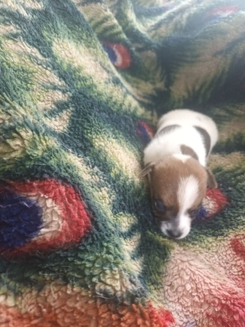 jack russel