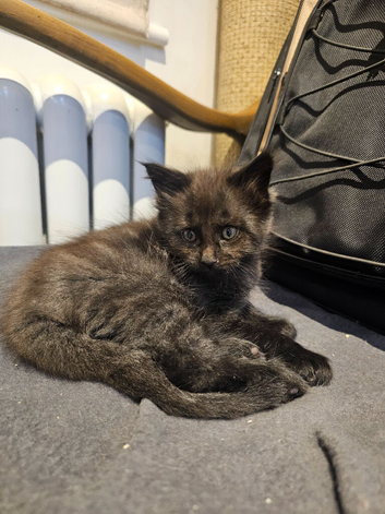 1 male maine coon