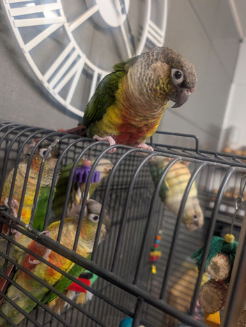 conures 9 months old