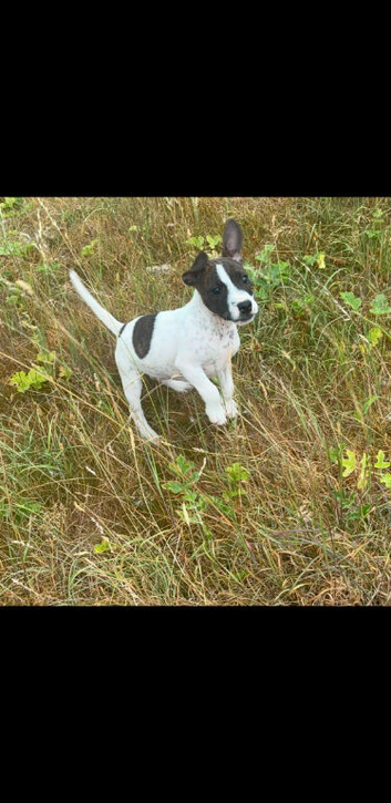 Jack russle cross