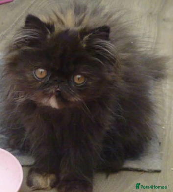GCCF  Registered Pure Persian Kitten
