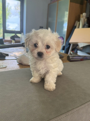 Beautiful full pedigree Maltese puppies