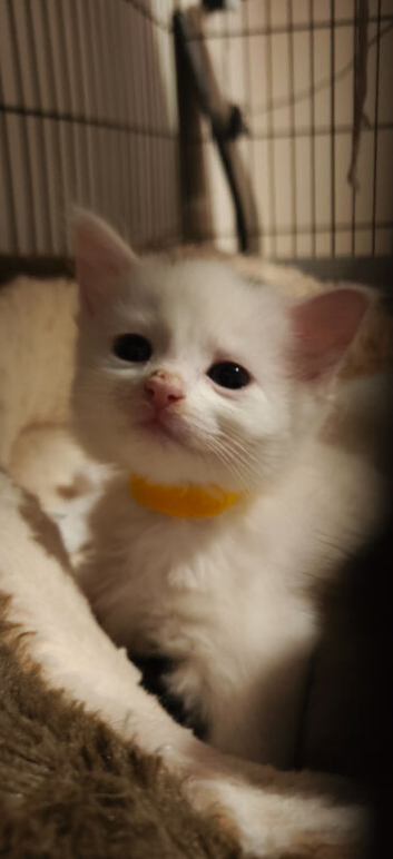 White Kitten