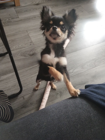 Chihuahua girl