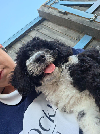 Puppy for sale 500 ono