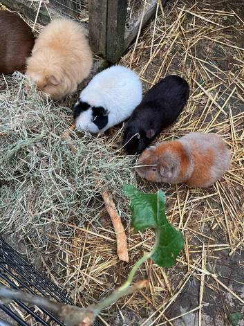 I can offer a home to retired sows