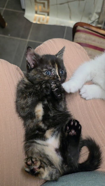 Kittens looking for forever home