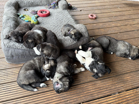 Coming Soon! 9 Beautiful, big, chunky, pure bred Caucasian Shepherd pups for sale.
