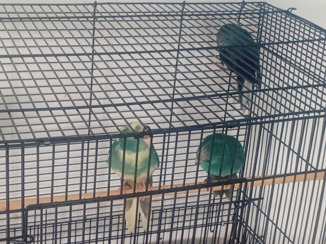 Kakarikis Parakeet