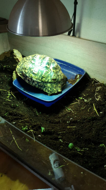 Tortoise