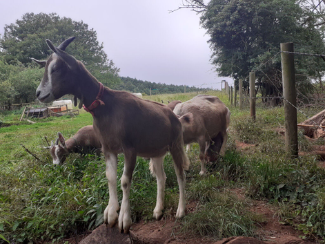 Toggenburg Goat Doelings - Father Pedigree.