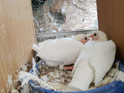 Pigeon for sale