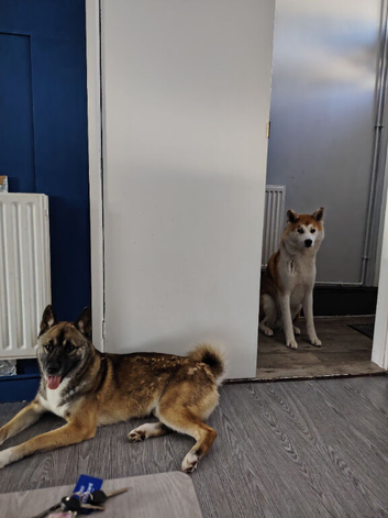 1 year old male Huskita for sale.