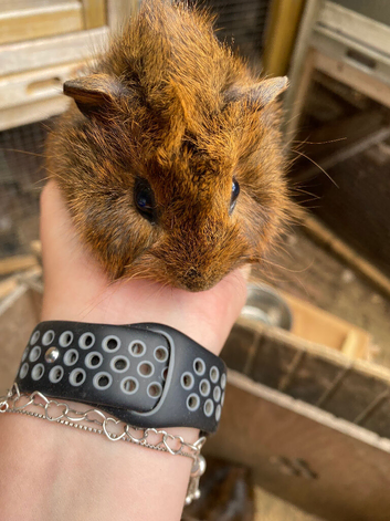 2 male Guinea pigs for sale