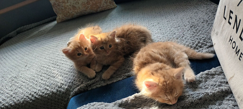 Ginger flyfee kittens