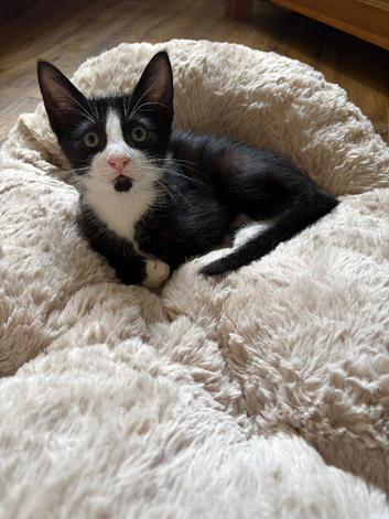 Gorgeous, Vet-Checked Black & White Male Kitten with Unique "Beard"