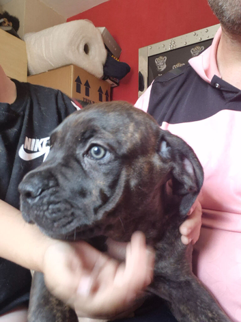 Beautiful pups ready for there new homes