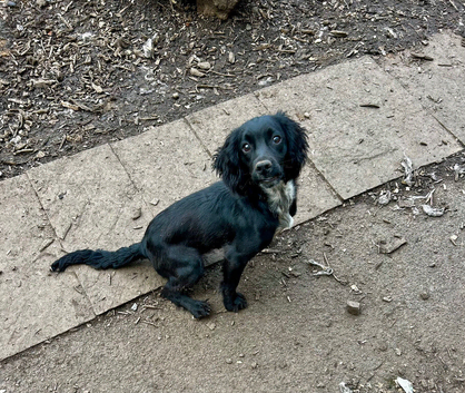 Beautiful Black & Blue roan Sprocker Bitch