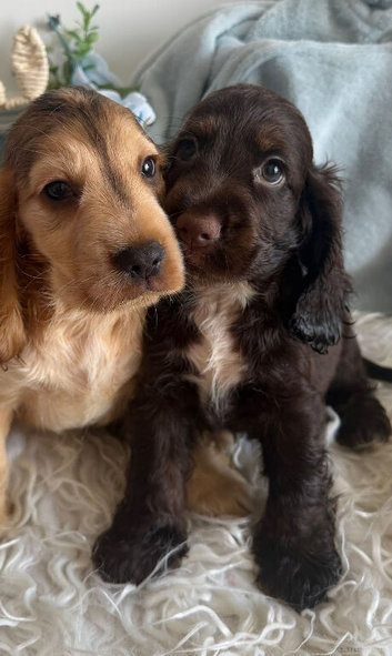 Show cocker spaniels ready for new homes
