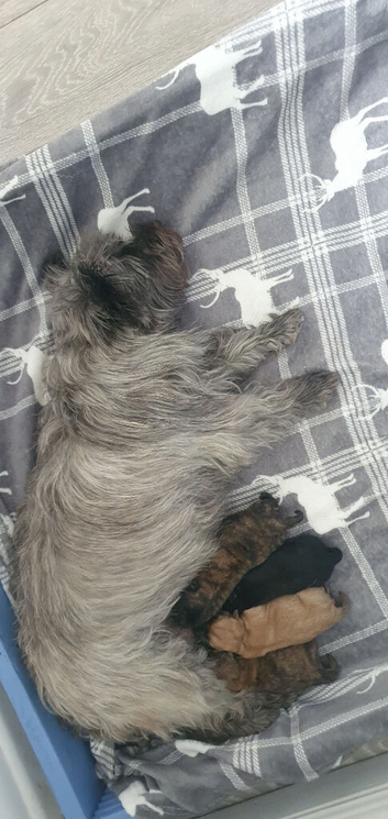 Kc registered Cairn Terrier puppies