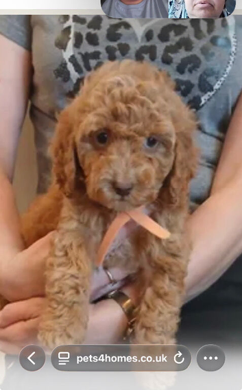 Red cockapoo